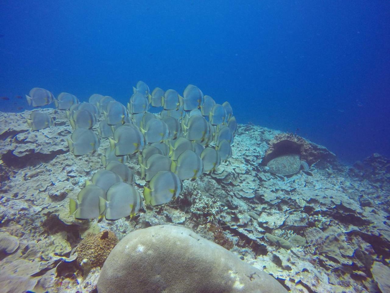 Blue Shark Divers Бунакен Экстерьер фото